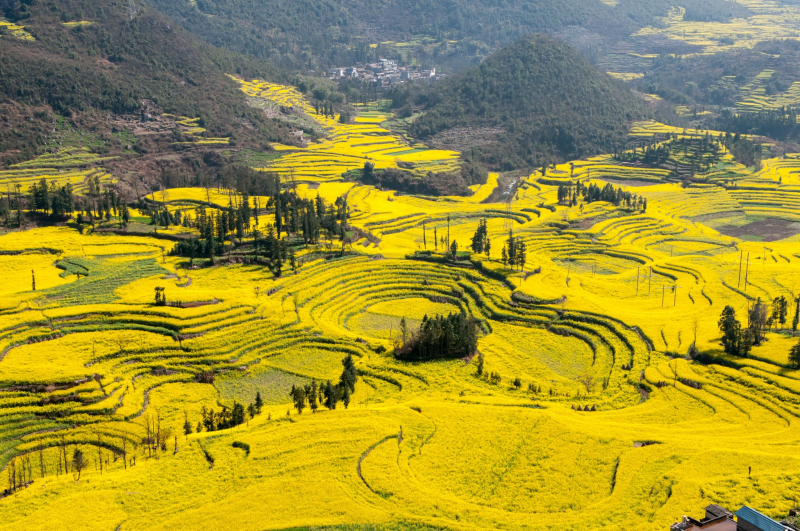 Canola flower fields China