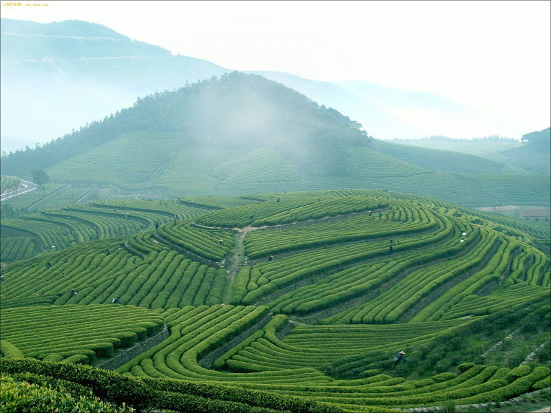 Fields of Tea China