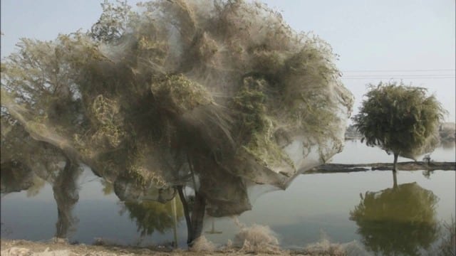 Ghost trees, Pakistan