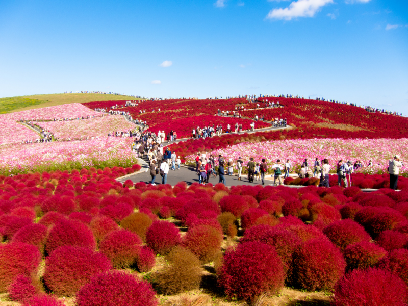 Hitachi seaside park Japan