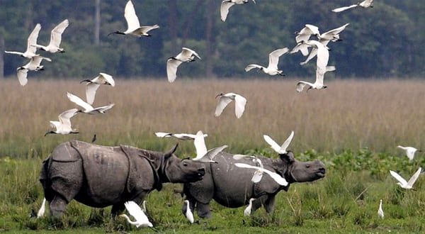 Kaziranga National Park