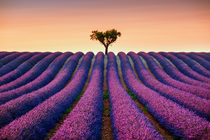 Lavender fields UK and France