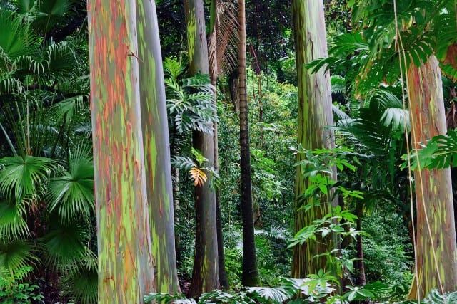 Rainbow Eucalyptus or rainbow gum in Kailua, Hawaii