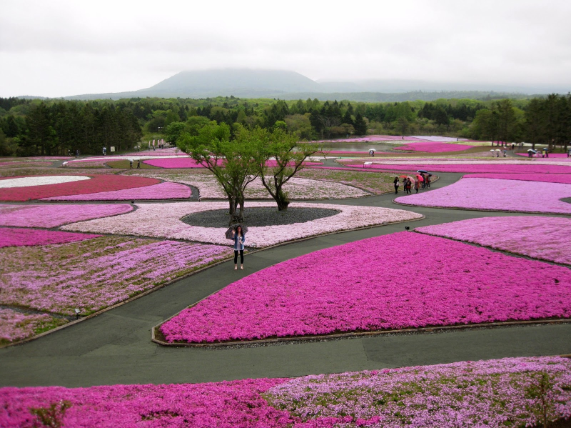 Shibazakura flowers Takinoue Park, Japan