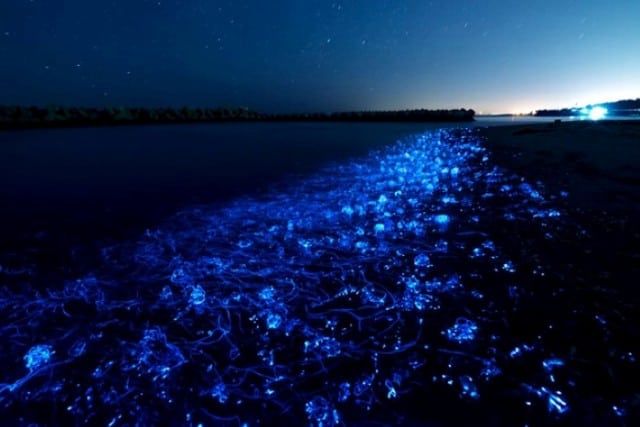 Shimmering Shores of Vaadho, Maldives