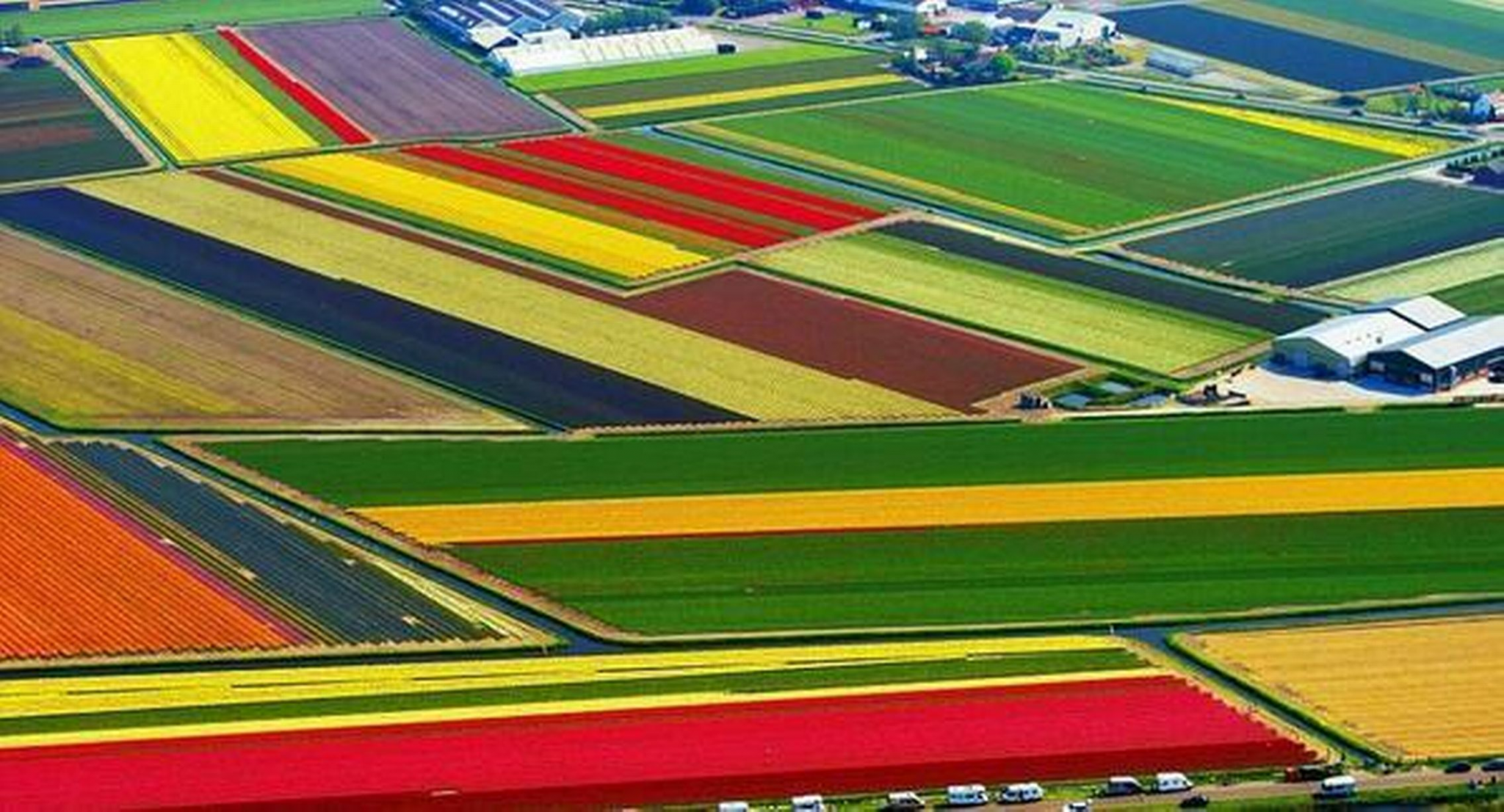 Tulip fields in Netherlands