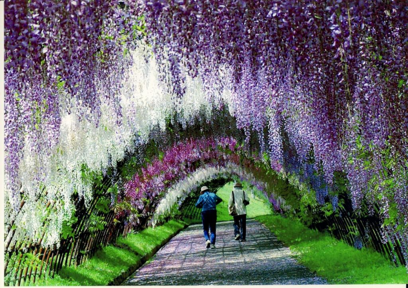 Wisteria flower tunnel Japan