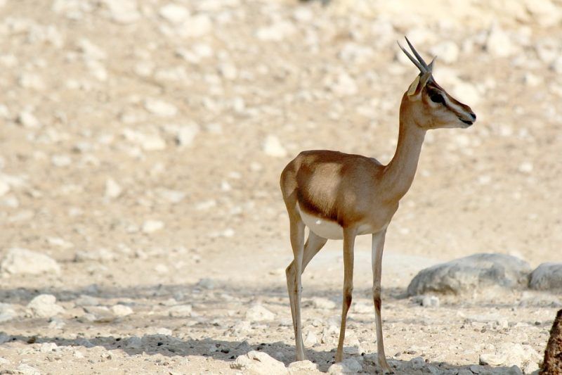 Emirates Park Zoo