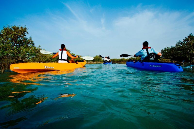 Mangrove Kayaking Tours
