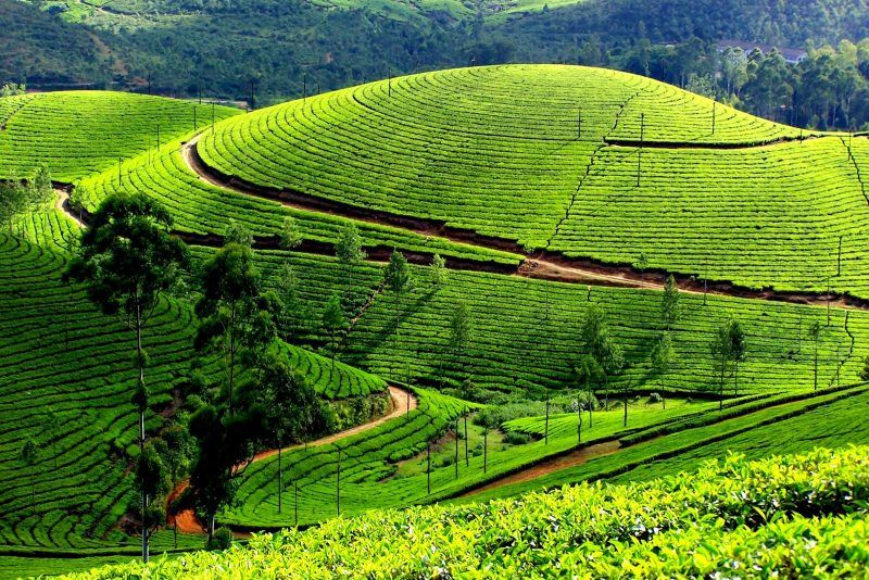 Munnar, source- India travel companion