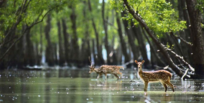 Sundarbans