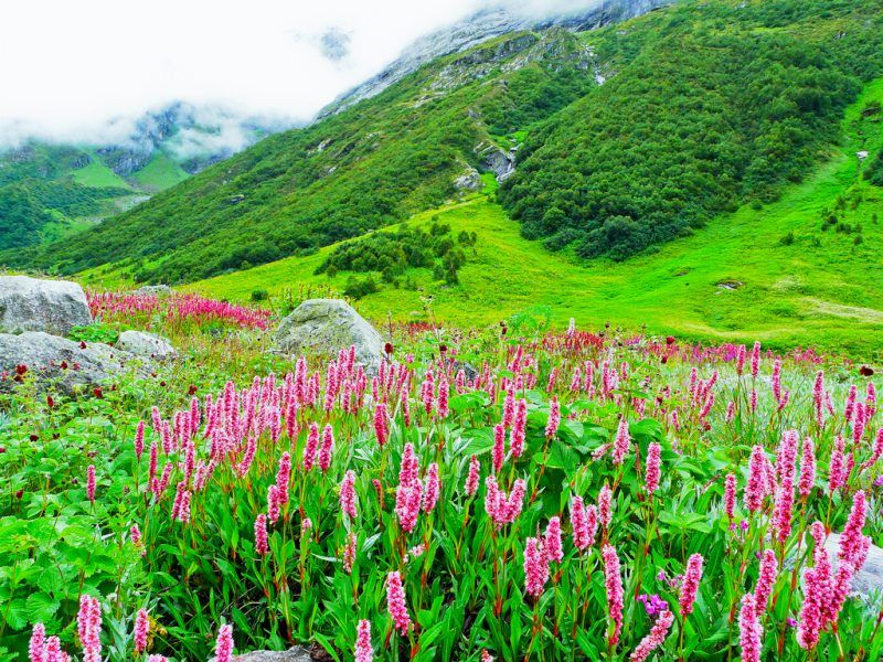 Valley of flowers 
