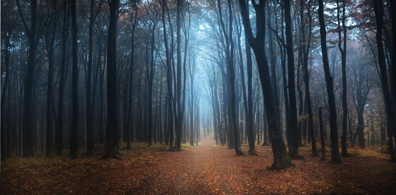 Black Forest, Germany