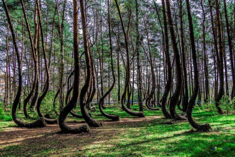 Crooked Forest, Poland