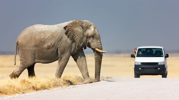 Etosha National Park, Namibia