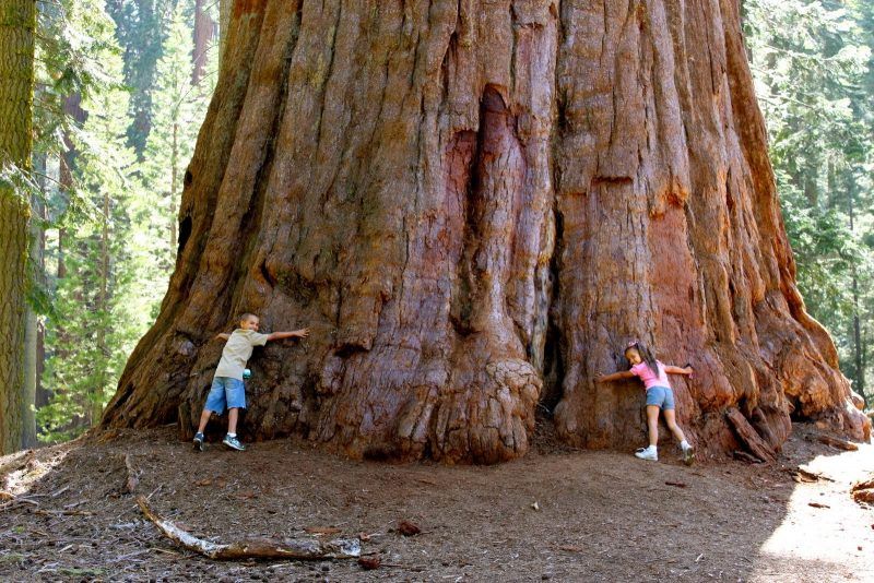 Giant Sequoia National Forest