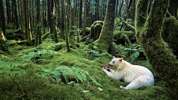 Great Bear Rainforest, British Columbia, Canada