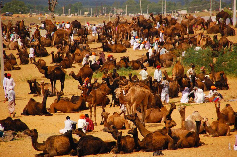 Pushkar Fair