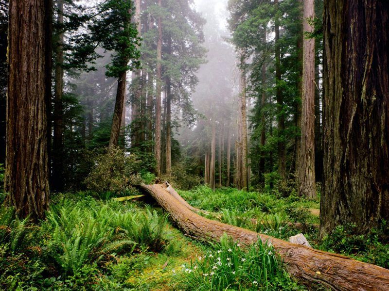 Redwood National Park, United States,