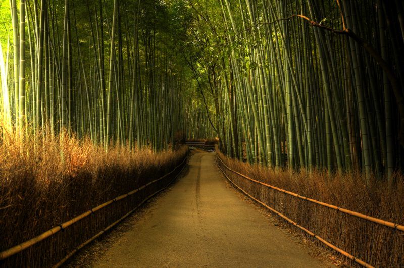 Sagano Bamboo Forest, Japan