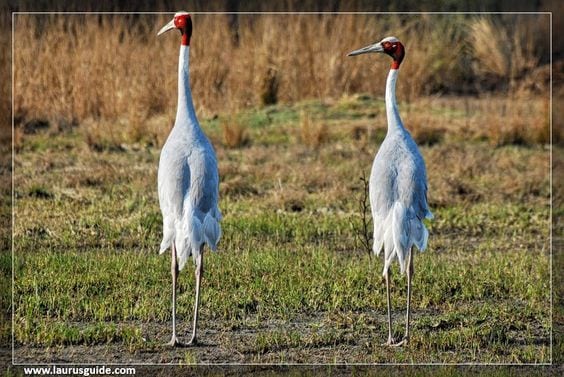 Sultanpur National Park