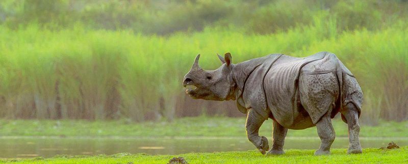 kaziranga