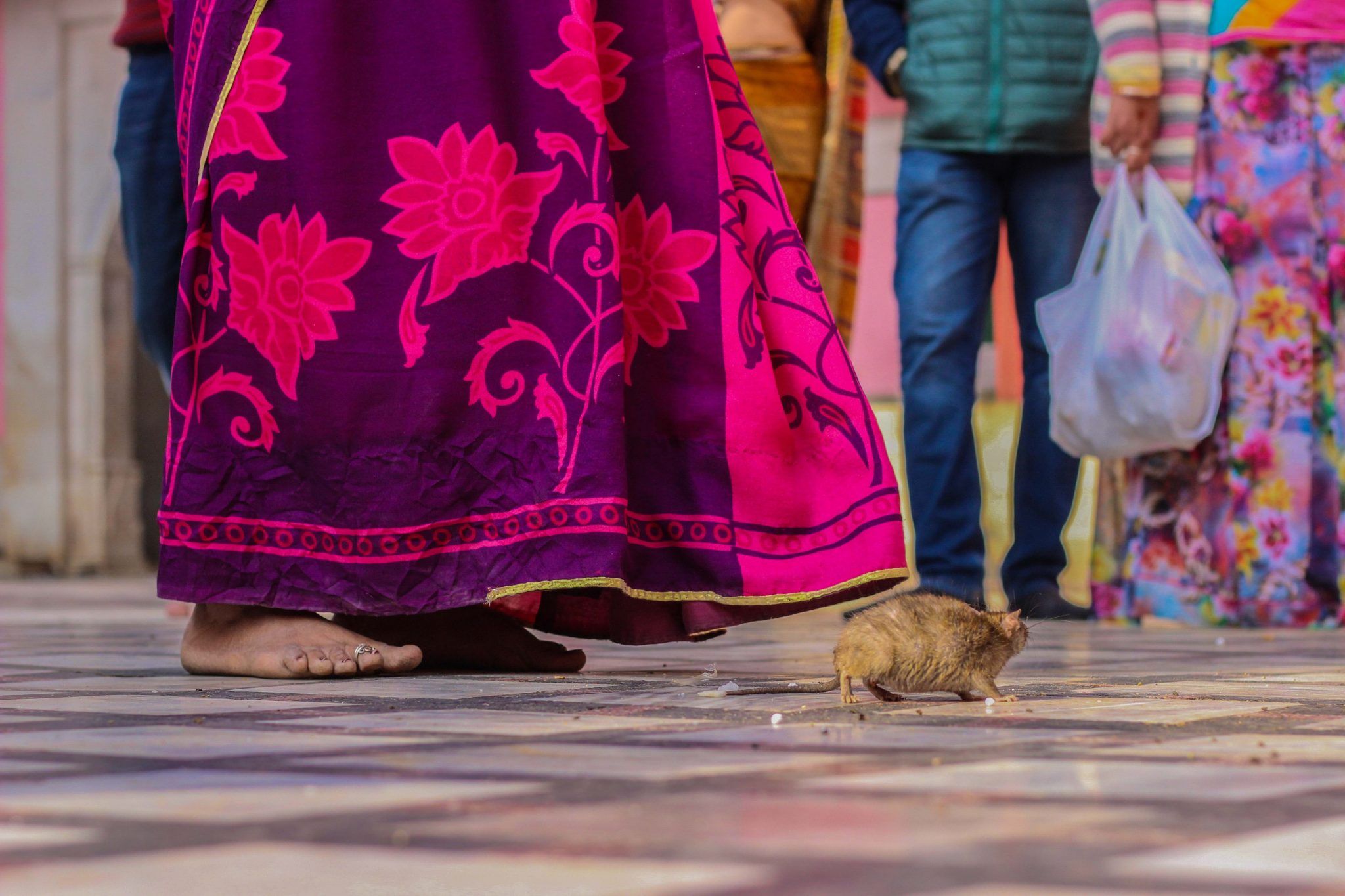 Rat temple of Rajasthan 