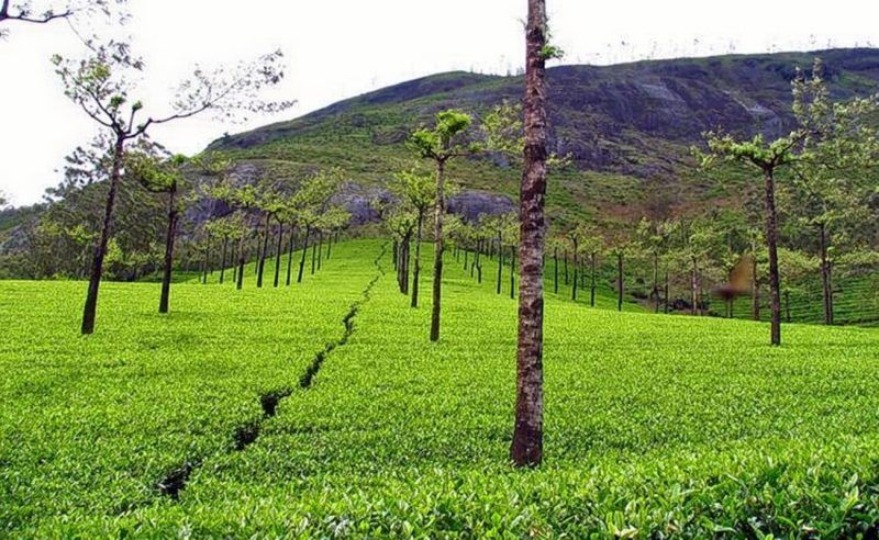 Must Visit Tourist places in Munnar