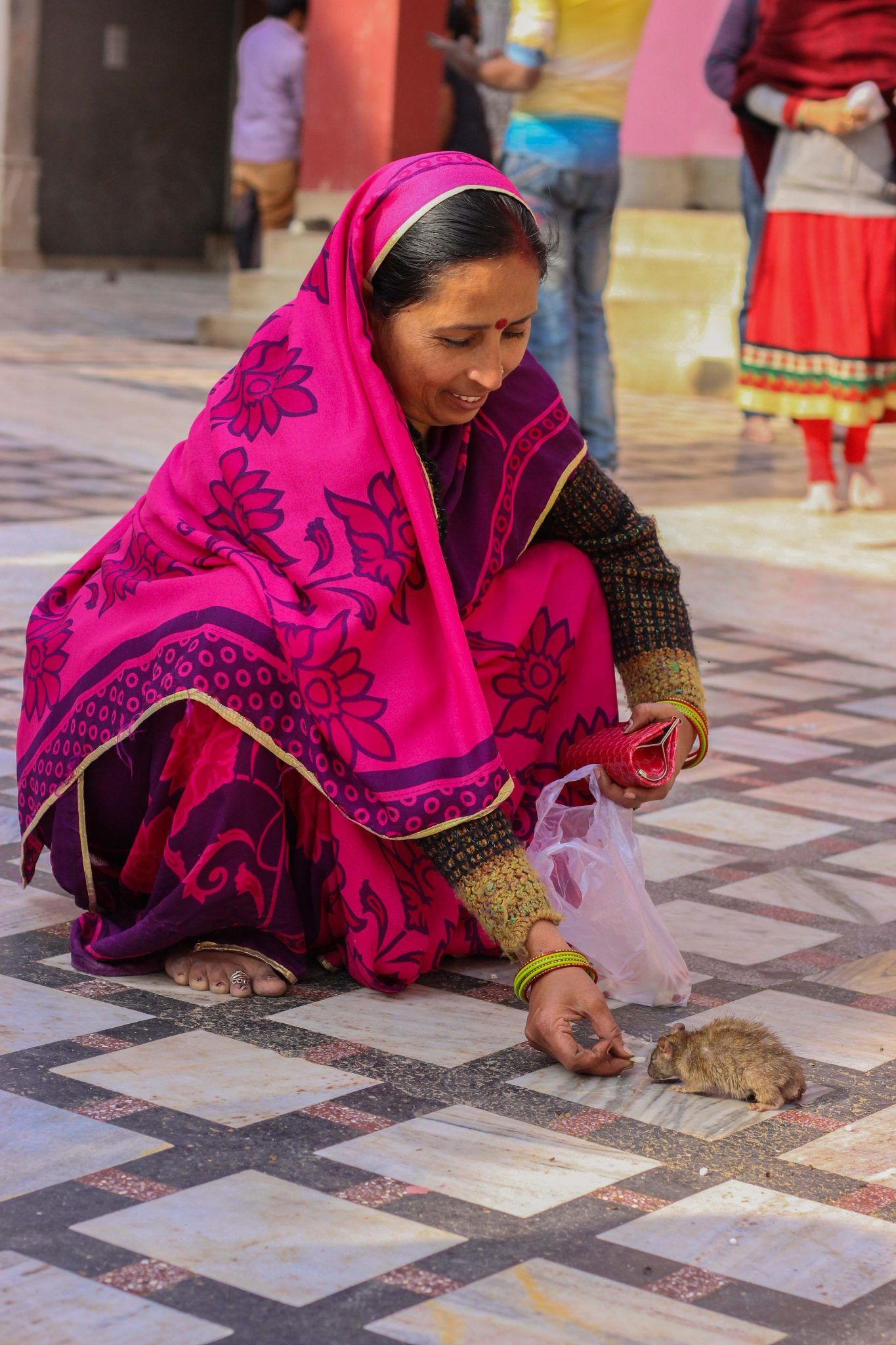 Rat temple of Rajasthan