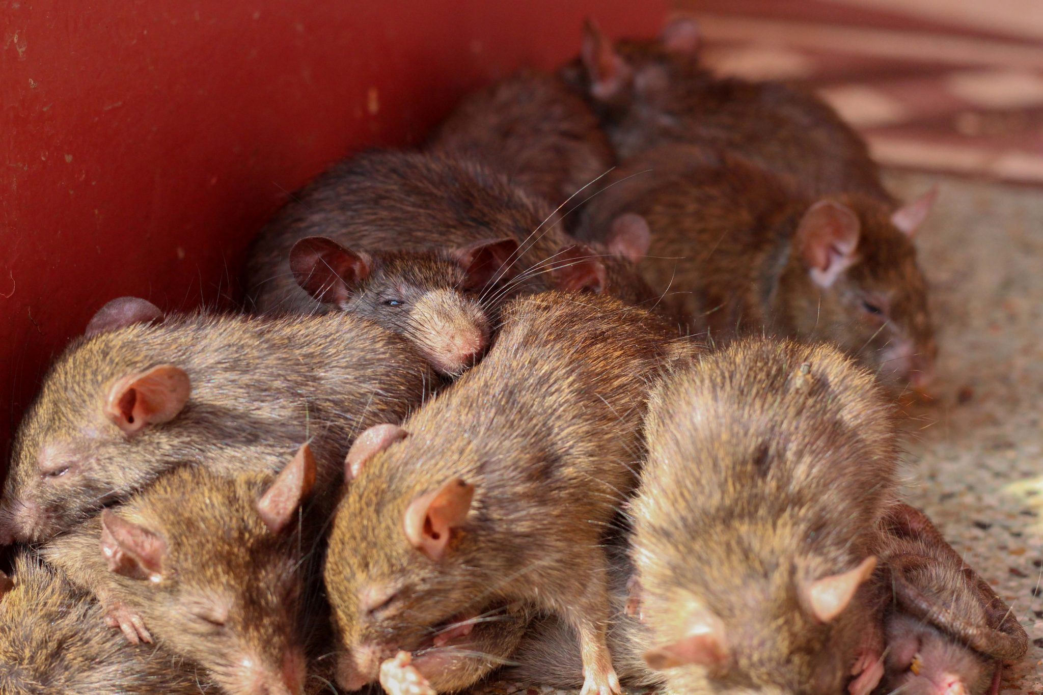 Rat temple of Rajasthan