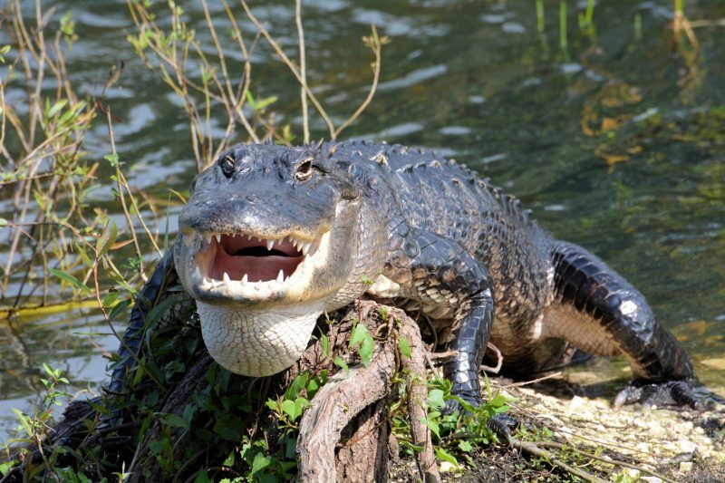 Everglades National Park