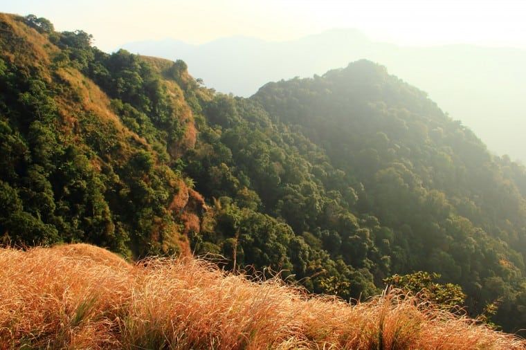 Trekking in the Virgin Forests 