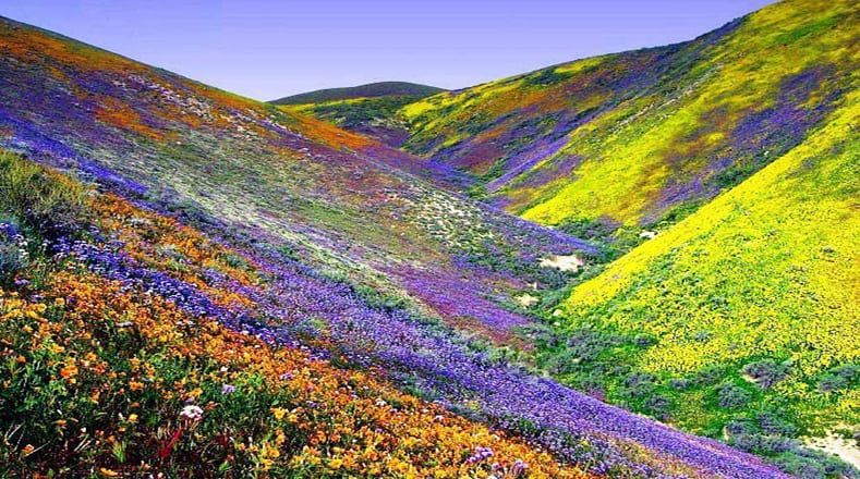 Yumthang Valley