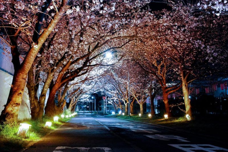  Here is everything you need to know about Cherry Blossom in Japan