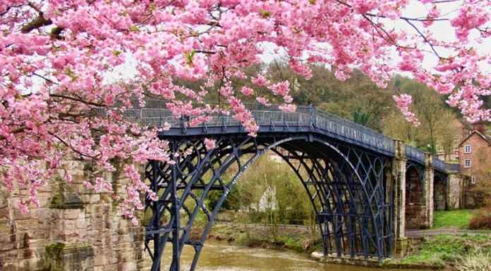 Visit Japan now to witness Cherry Blossom fest Here is everything you need to know about Cherry Blossom in Japan