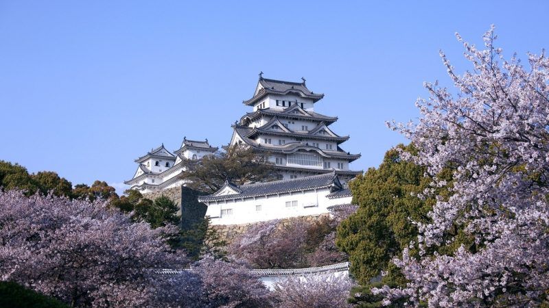 Here is everything you need to know about Cherry Blossom in Japan