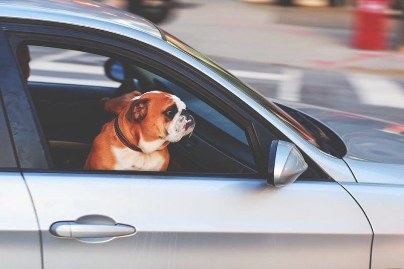 Dos and Don’ts to make your journey easier with your pet