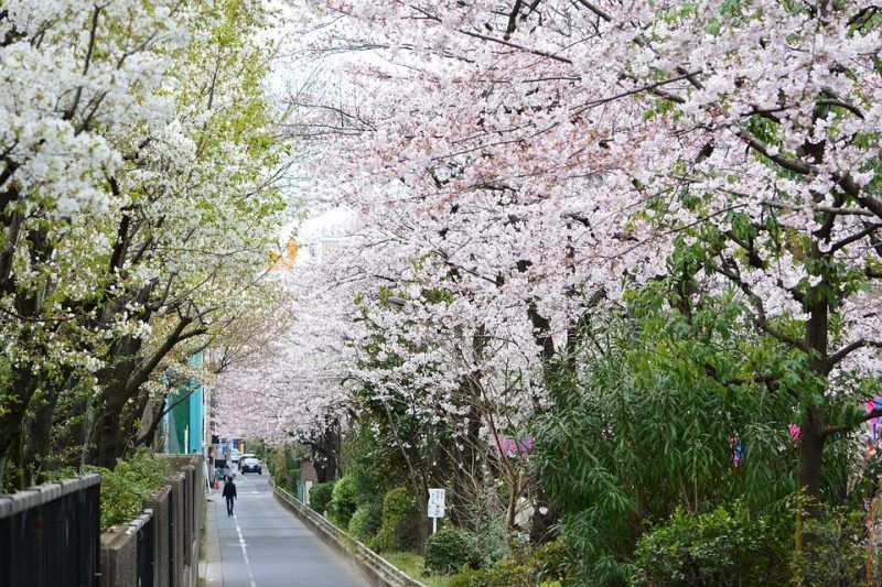  Here is everything you need to know about Cherry Blossom in Japan