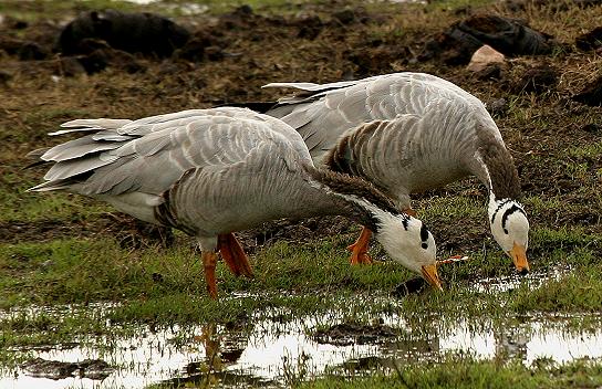 Bharatpur bird sanctuary,