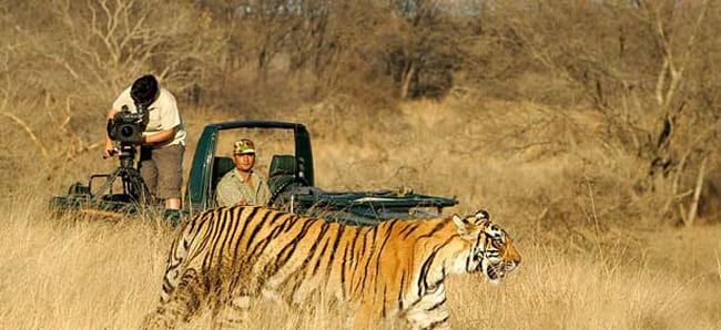 Ranthambore national park, 