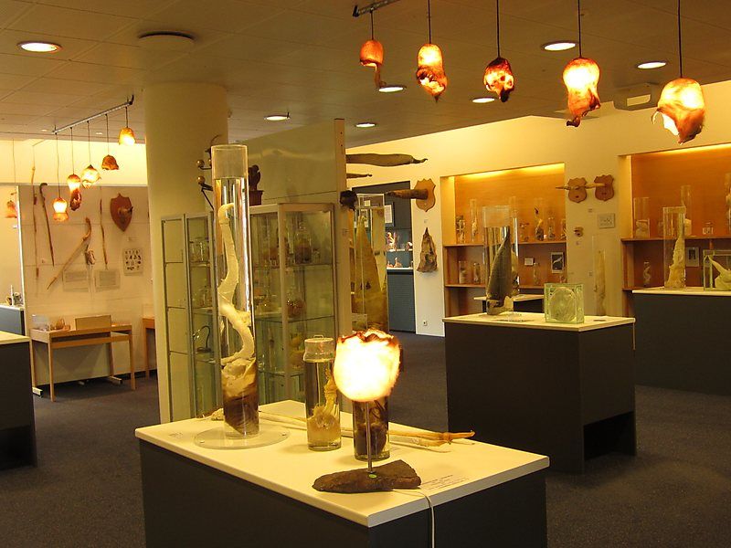 Icelandic Phallological Museum, 