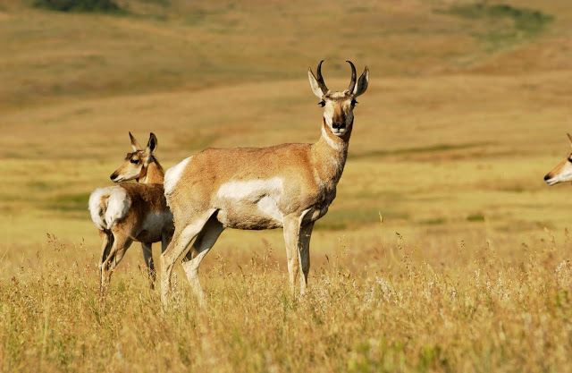 Intanki Wildlife Sanctuary,