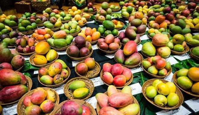 Must visit places for mango lovers in India Source AHA Taxis