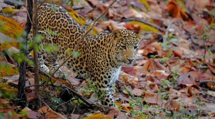 Travel guide to Satpura National Park
