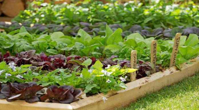 Kerala cops grow organic veggies in cars