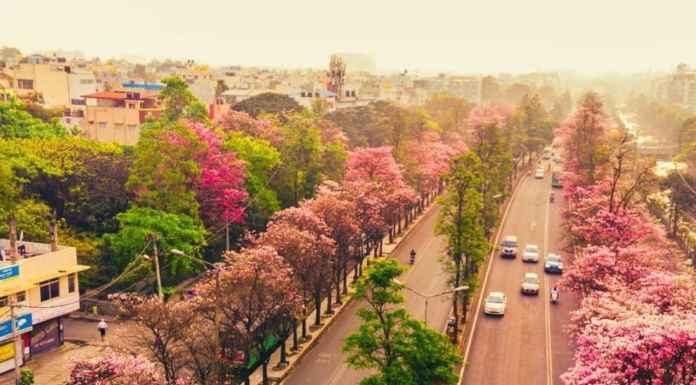 Bangalore turns pink in spring! Bangalore turns pink