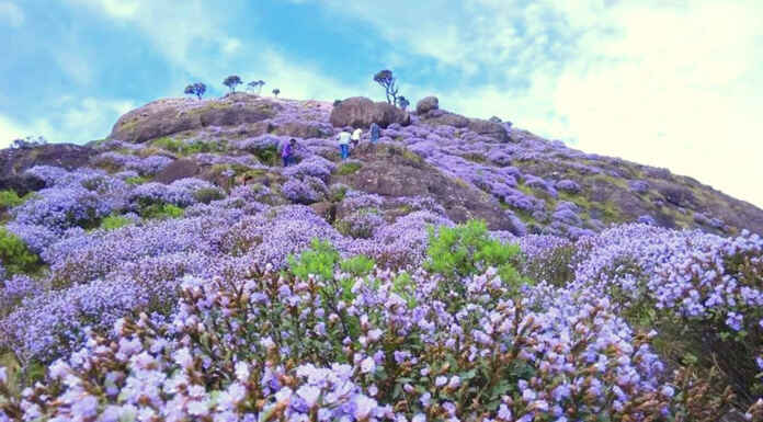 World’s rarest flower Neelakurinji blooms after 12 years in Kerala
