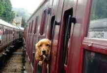 Check out the Ways of Travelling in Indian Train with Your Pets!